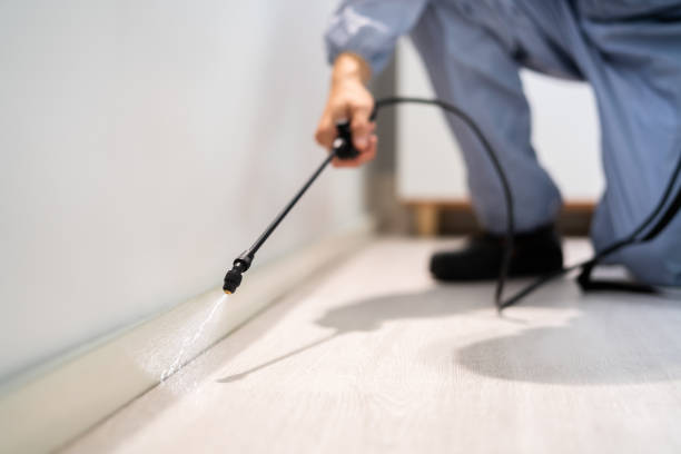 Certified termite inspector examining foundation in Albany